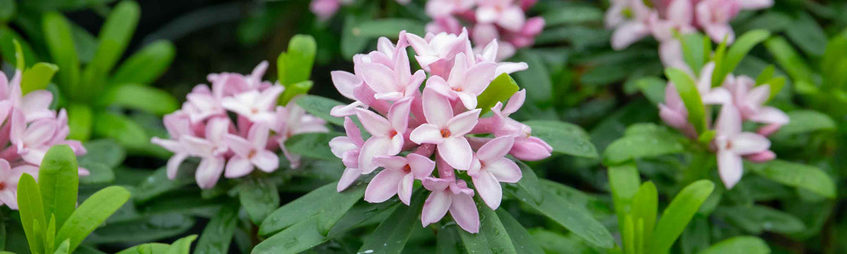 Daphne