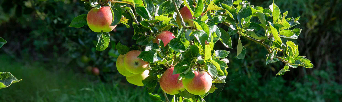 Two Bare Root Fruit Trees for £29.98