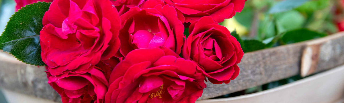 Roses