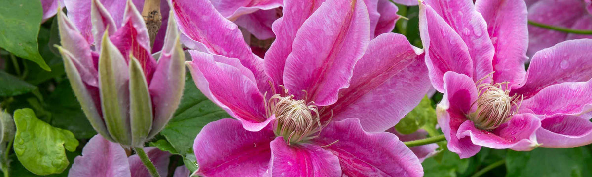Climbing Plants Sale