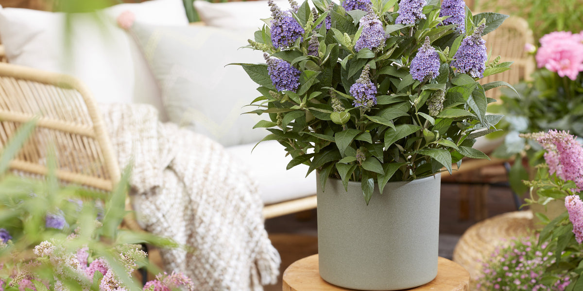 Container Plants