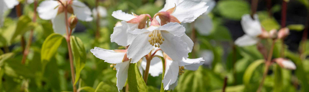 Philadelphus