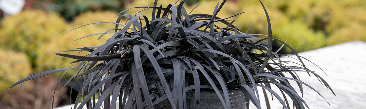 Ophiopogon Plants
