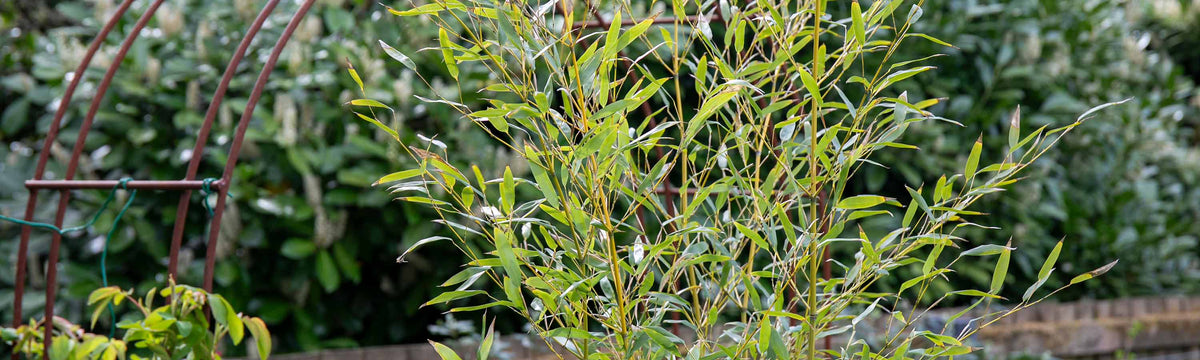9 Litre and above Shrubs