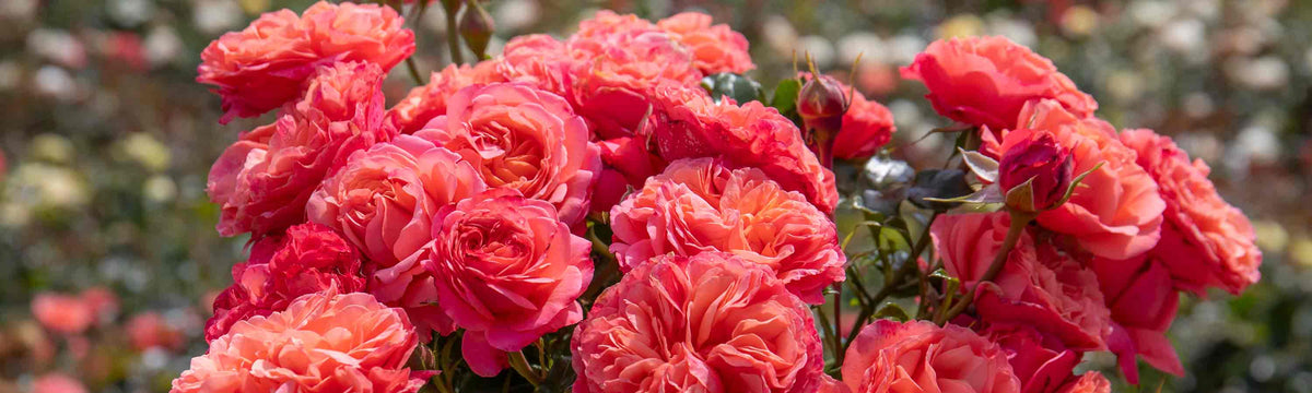 New Rose Plants