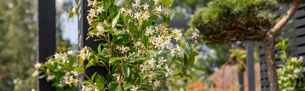 Jasmine Plants