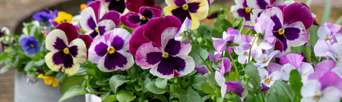 Pansy Plants