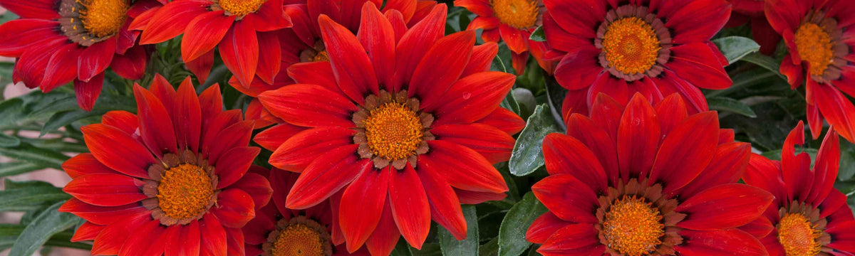 Gazania Plants