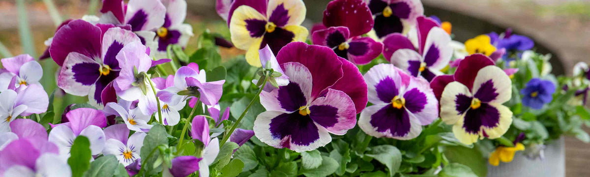 Garden Ready Plants Buy 1 get 1 Free