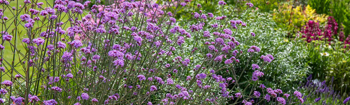 Cottage Garden Collections