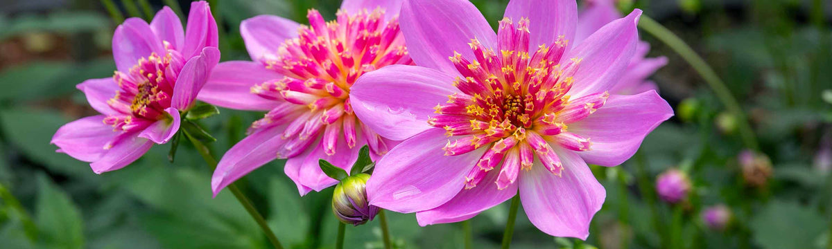 Bedding Dahlia Plants