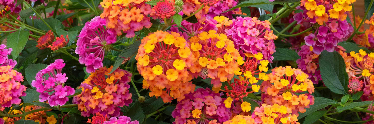 The Enhanced Plants Range