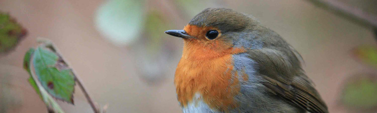 Seed Feeders