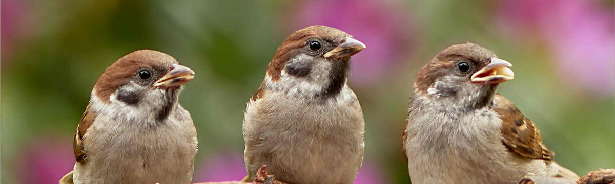 Suet Feeder