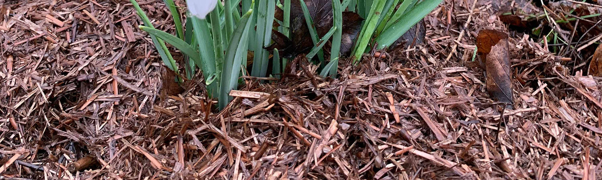Barks & Mulches