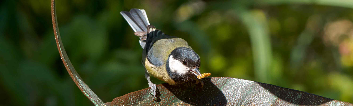 Decorative Feeders