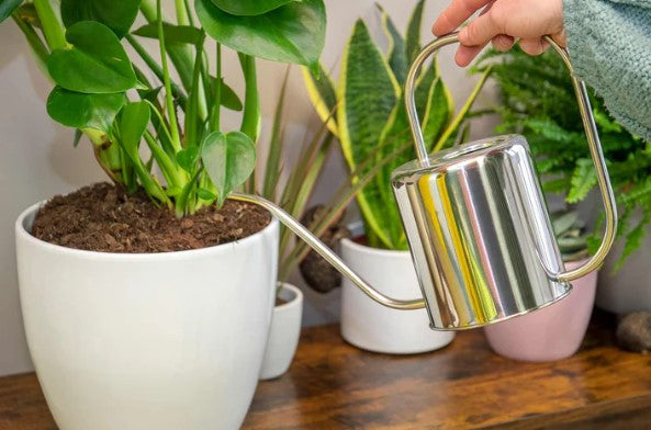 Indoor Watering