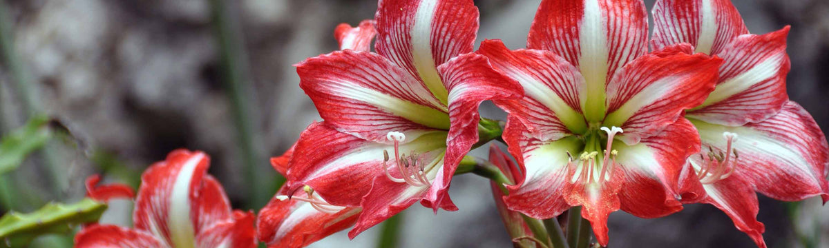 Amaryllis Bulbs