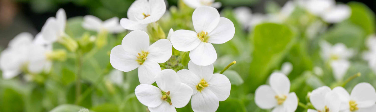 Arabis Plants