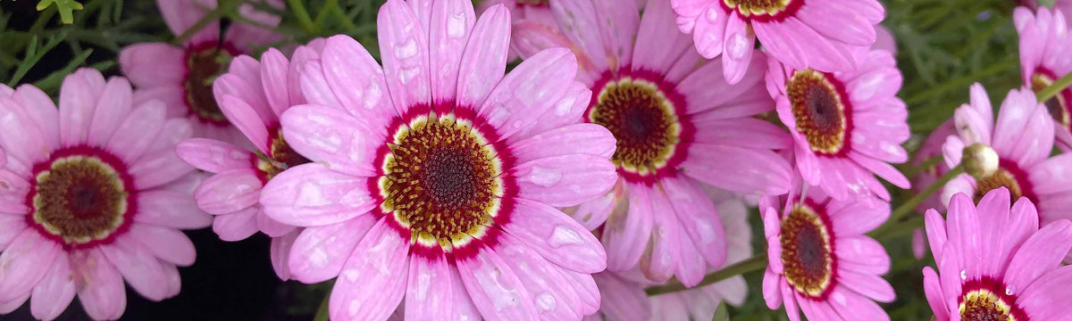 Argyranthemum Plants