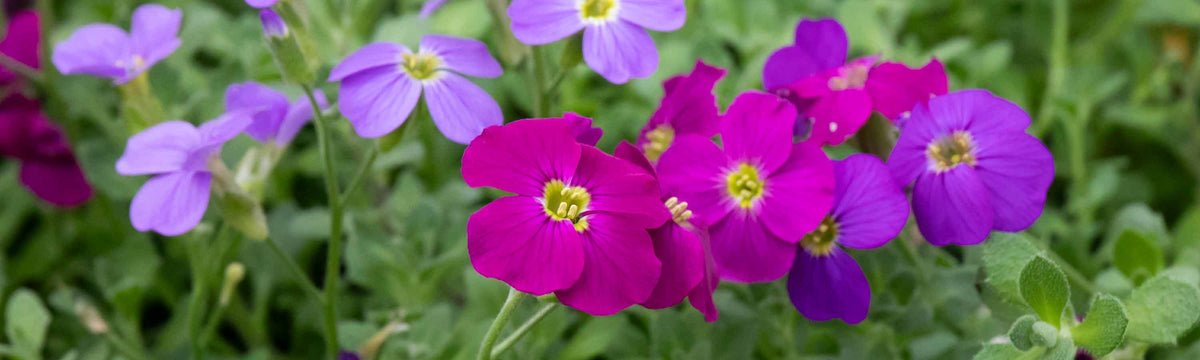 Aubrieta Seeds
