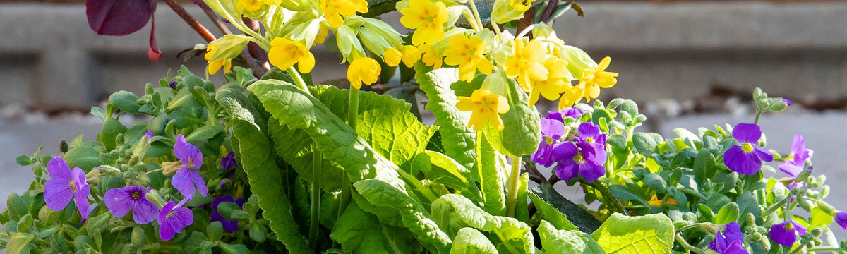 Other Perennials