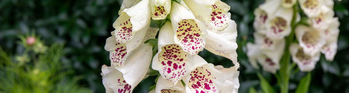 Foxglove Seeds