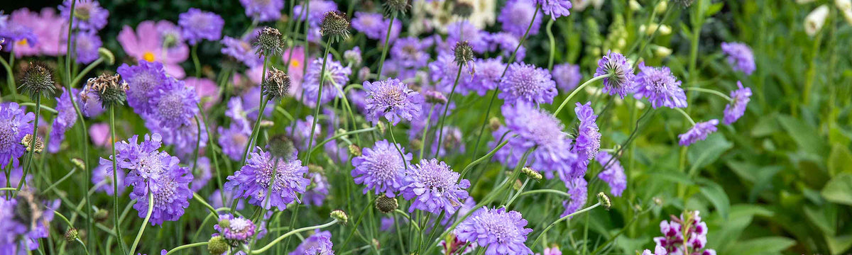 Bedding Scabious Plants