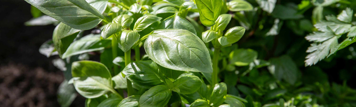 Basil Seeds