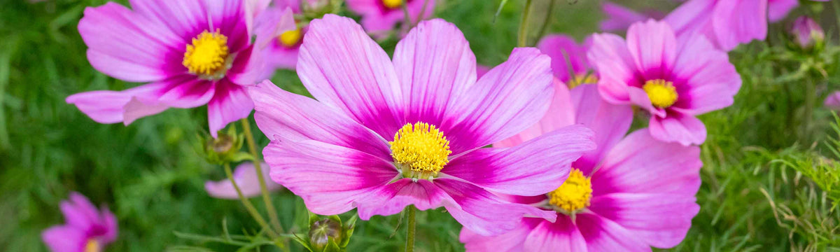 Summer Bedding Plants