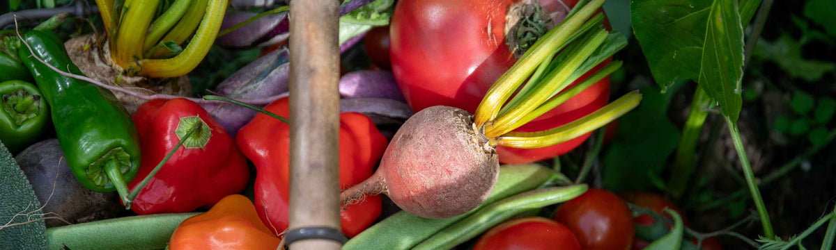 Professional Grower Plugs Vegetable Plants