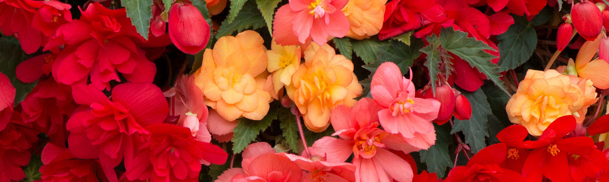 Free Delivery Garden Plants