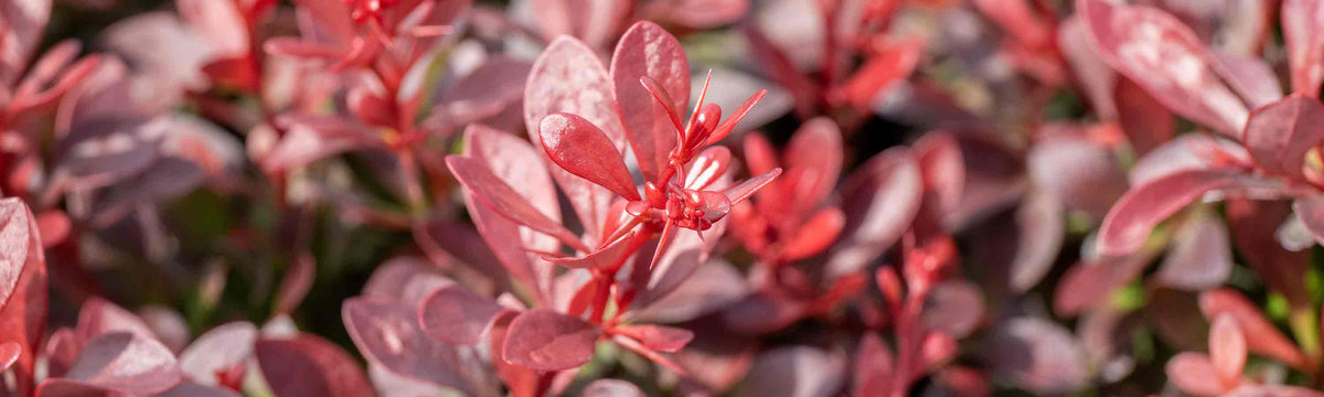 May Despatch Shrubs