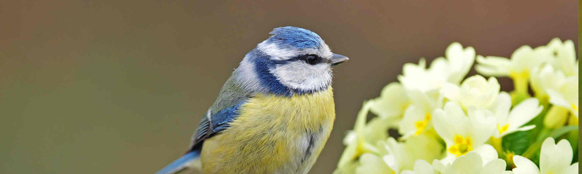 Bird Bath