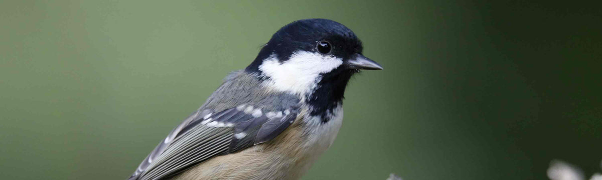 Bird Feeders