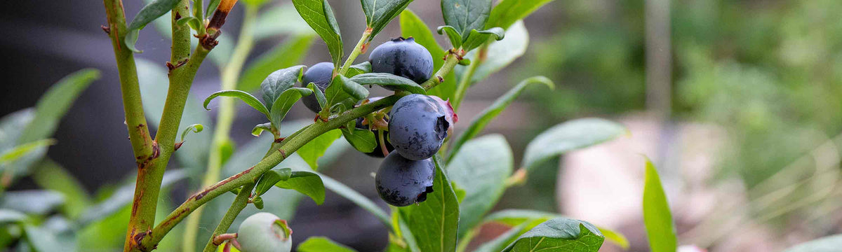 March Soft Fruit Despatch