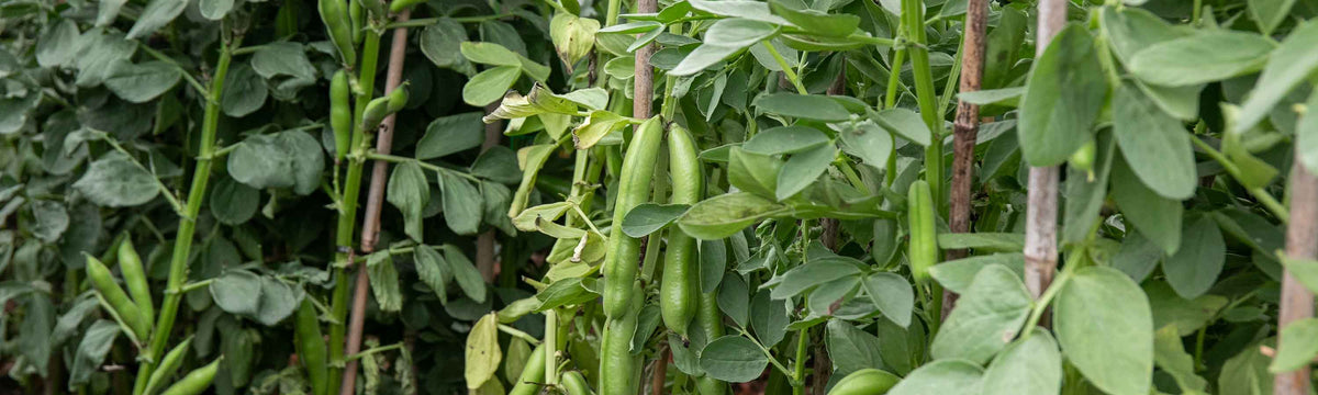 Broad bean plants growing in autumn, one of many vegetable seeds suitable for October sowing in the UK.