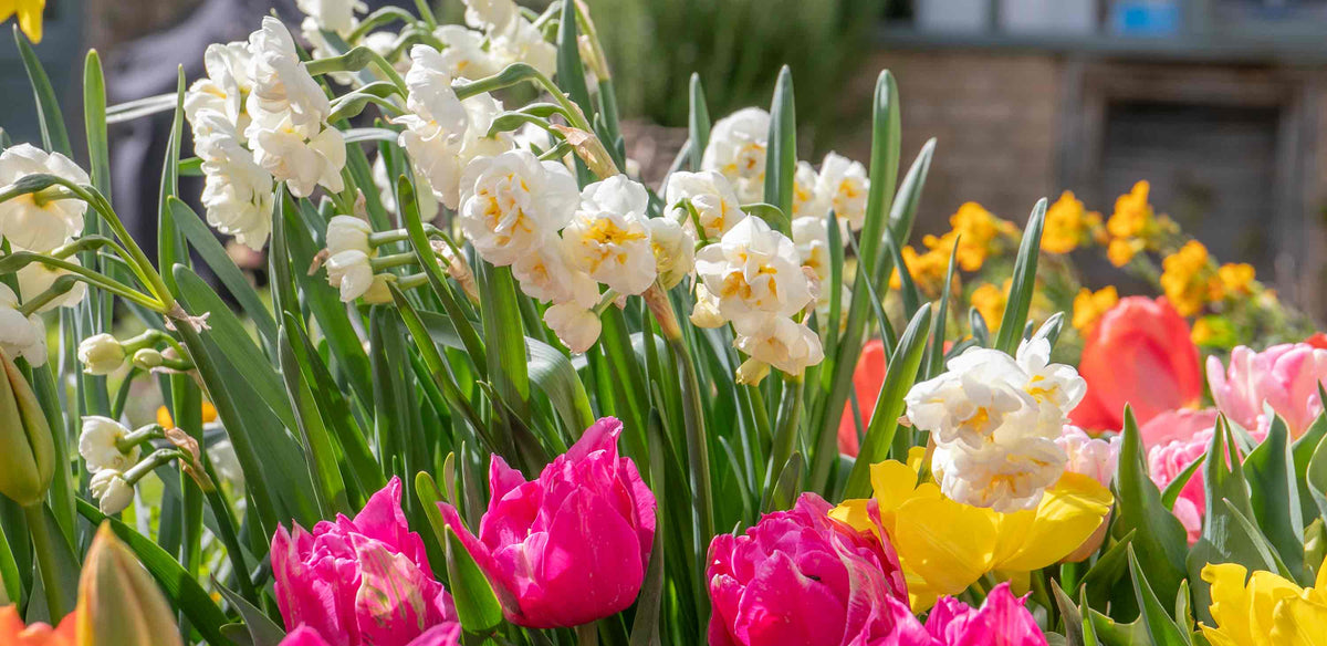 Bulb Offer