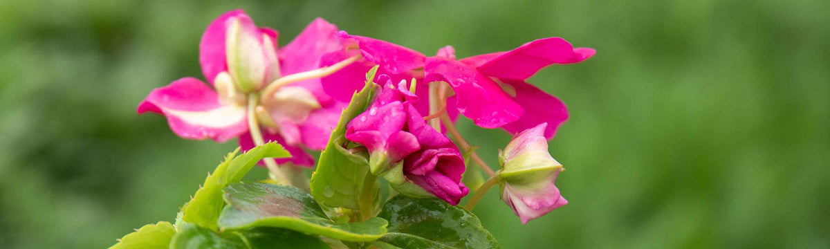 Busy Lizzie Seeds