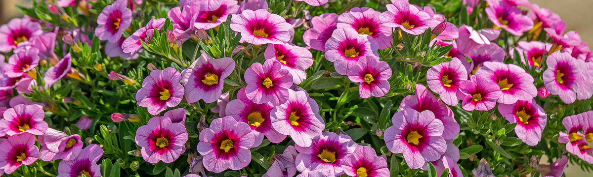 Calibrachoa Plants