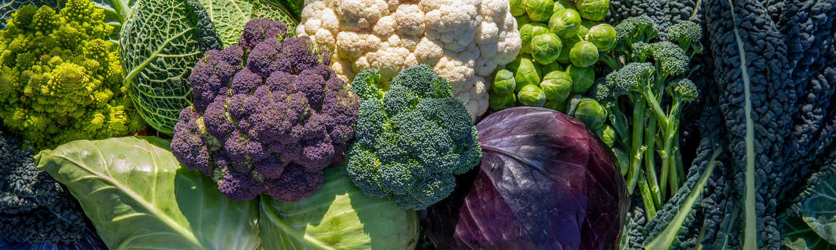 Brassica Plants
