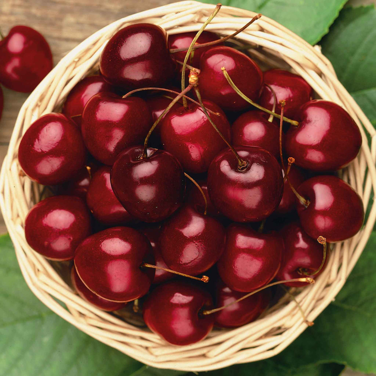 Ripe dark red Stella cherries in a woven basket.
