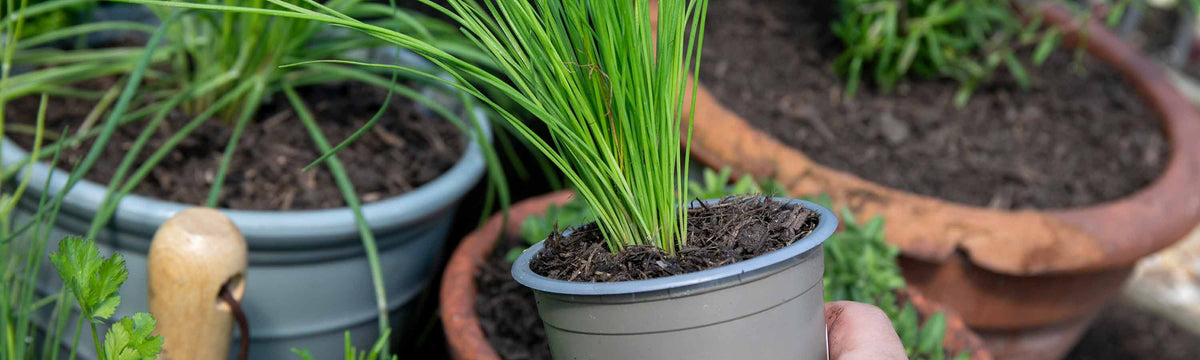 9cm Herbs