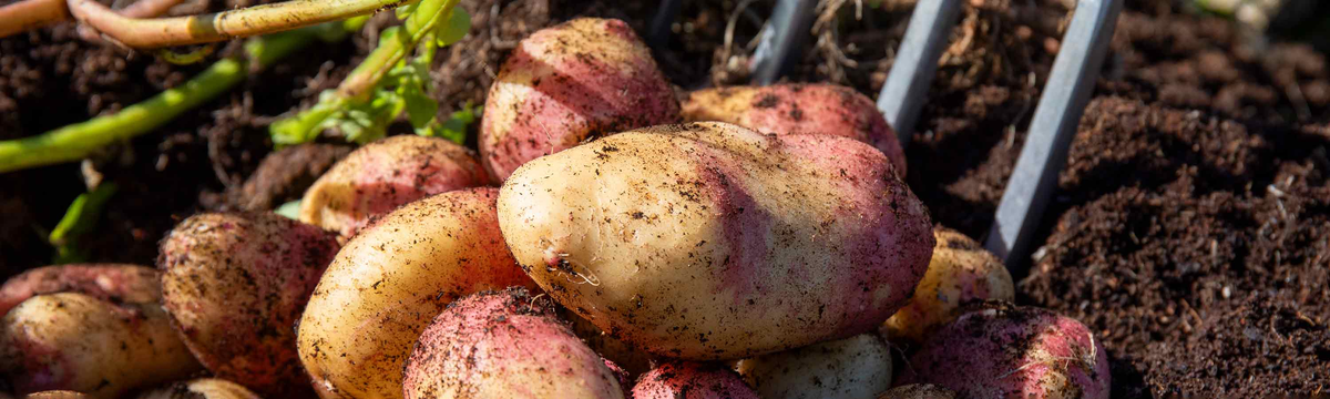 1kg Potato Offer