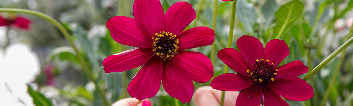 9cm Garden Plants