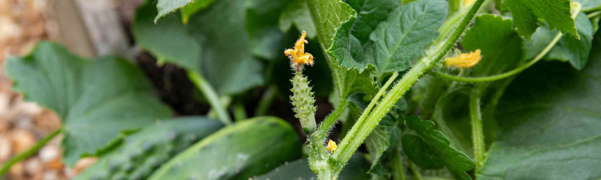 Gherkin Plants