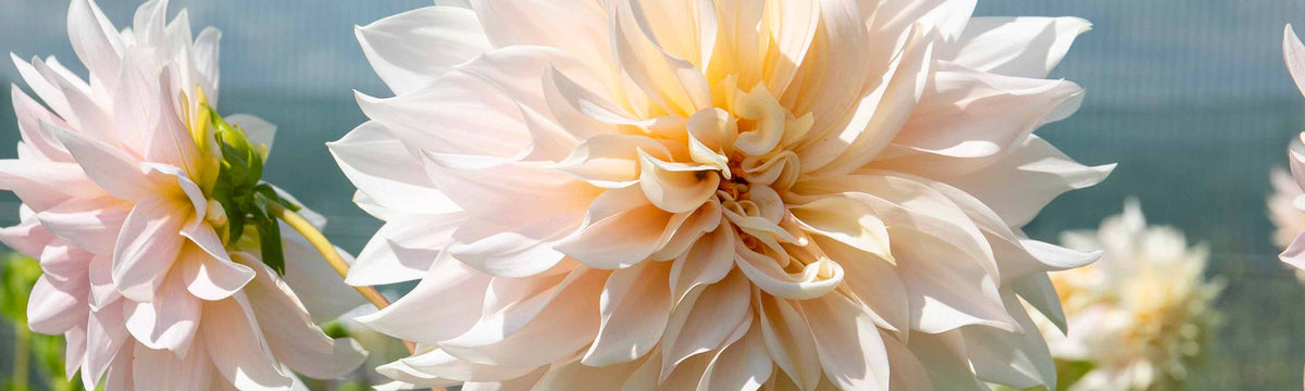 Potted Dahlia Offer