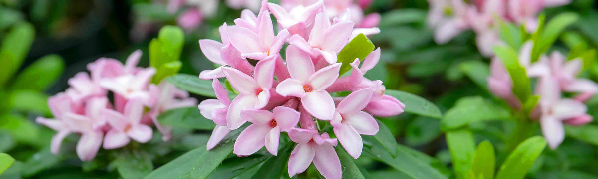 March Despatch Shrubs
