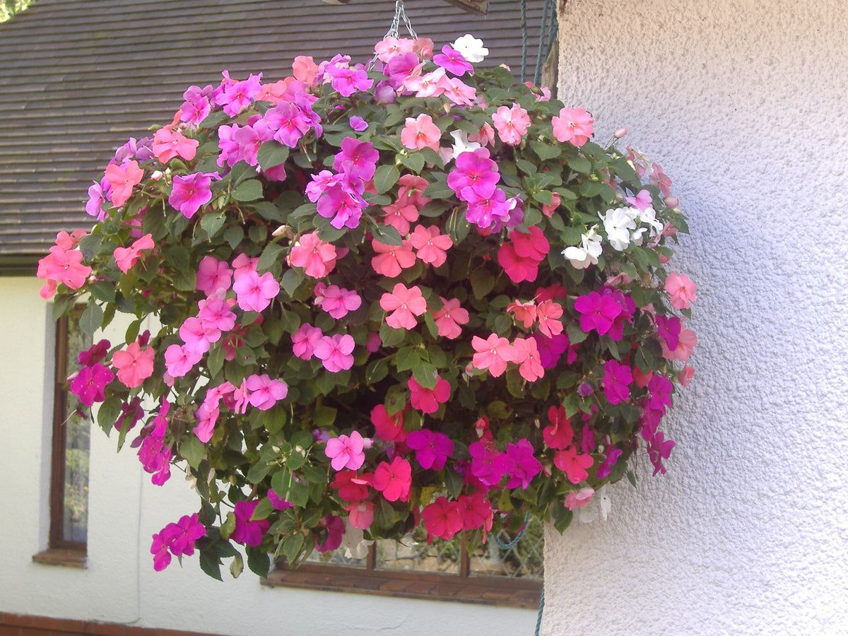 Instant Hanging Baskets