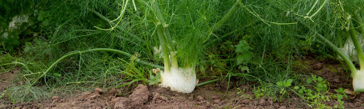 Fennel Seeds